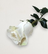 Single White Rose