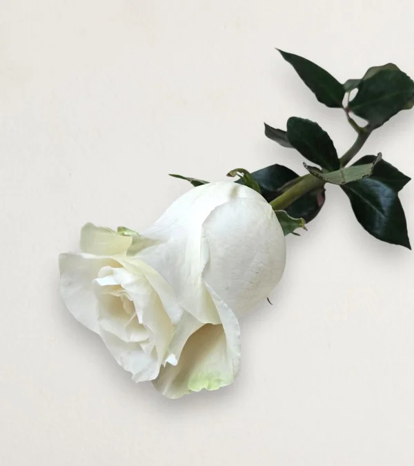 White Color Roses Single Single White Rose | Fresh Flowers by LoveBlooms.ie