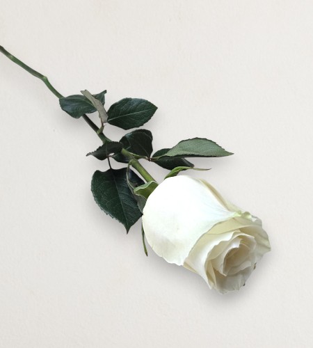 Single White Rose