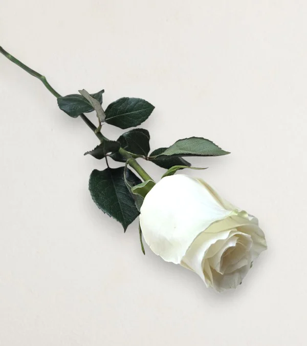 White Color Roses Single Single White Rose | Fresh Flowers by LoveBlooms.ie