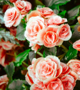 Custom Rose Bouquet Custom Rose Bouquet