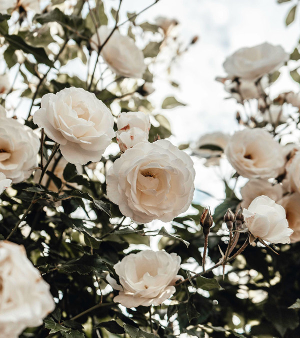 Custom Rose Bouquet Custom Rose Bouquet