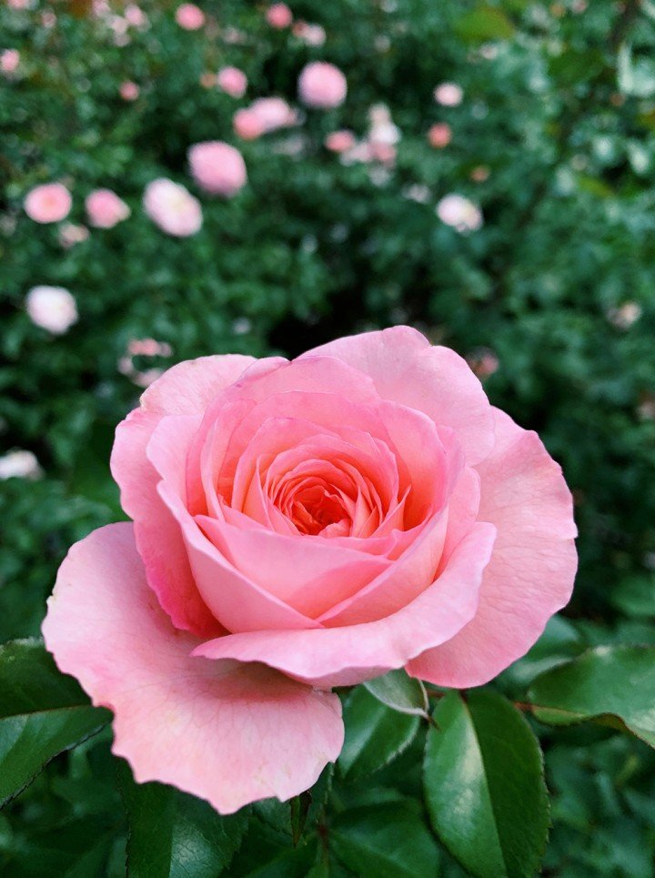 Single White Rose