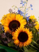 Summer Burst Summer Burst