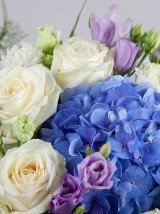 Blue Beauty