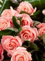 Romantic Roses