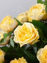 Yellow Casket Spray Yellow Casket Spray