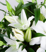 Lily Casket Spray Lily Casket Spray