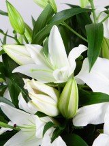 Lily Casket Spray Lily Casket Spray